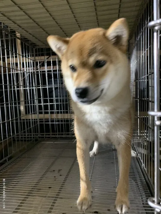 柴犬(標準サイズ)【広島県・女の子・2018年8月24日・赤】の写真1「可愛らしい顔立ちです、ワクチン接種済み」