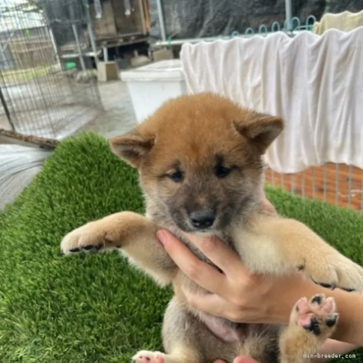 柴犬(標準サイズ)【広島県・男の子・2023年6月29日・赤】の写真1