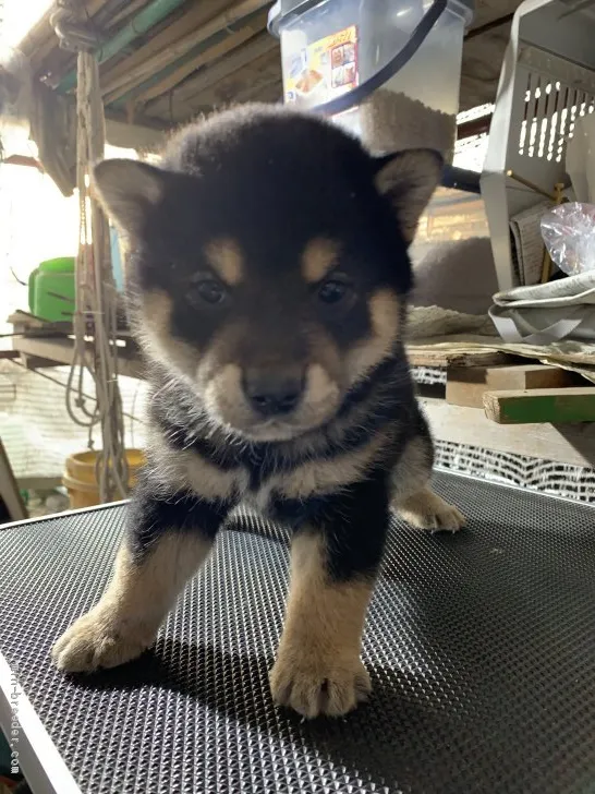 柴犬(標準サイズ)【広島県・男の子・2019年4月7日・黒】の写真1「わんぱくっ子に成長しました！」