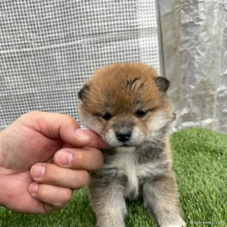 柴犬(標準サイズ)【広島県・女の子・2022年11月30日・赤】の写真1