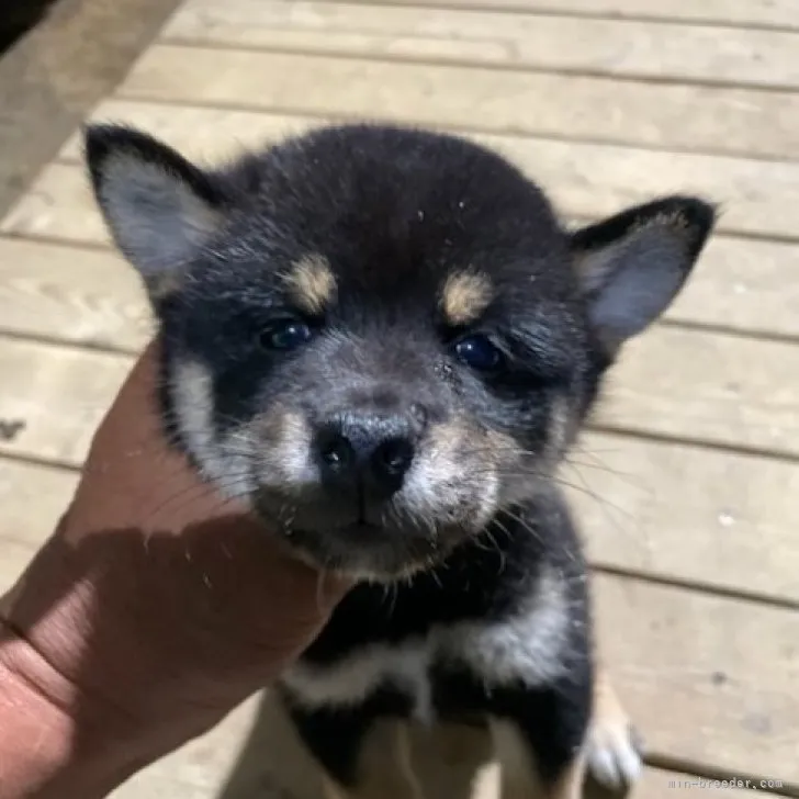 柴犬(標準サイズ)【広島県・女の子・2023年6月8日・黒】の写真1