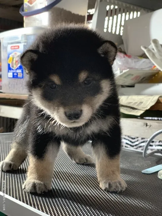 柴犬(標準サイズ)【広島県・女の子・2019年4月7日・黒】の写真1「なかなか写真上手く撮れないんです、可愛いでしょ！」