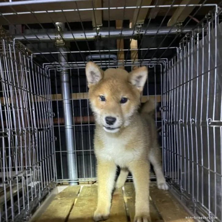 柴犬(標準サイズ)【広島県・男の子・2022年1月22日・赤】の写真1