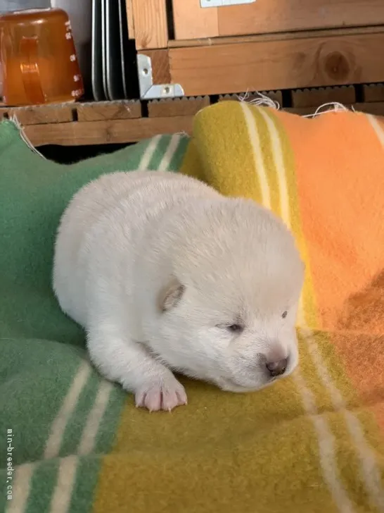 柴犬(標準サイズ)【広島県・女の子・2019年12月1日・白】の写真1「綺麗な白柴ちゃんです、早い成約で血統書に名前がつけれます」