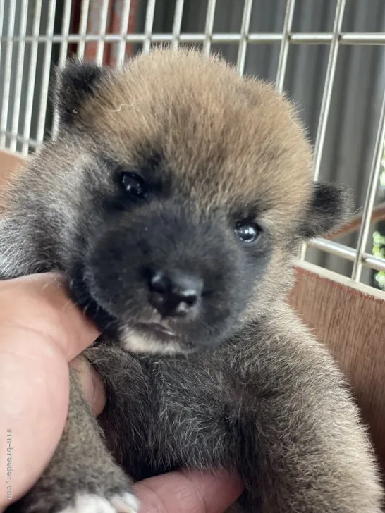 柴犬(標準サイズ)【広島県・男の子・2021年7月22日・赤】の写真1「イケメンですね」