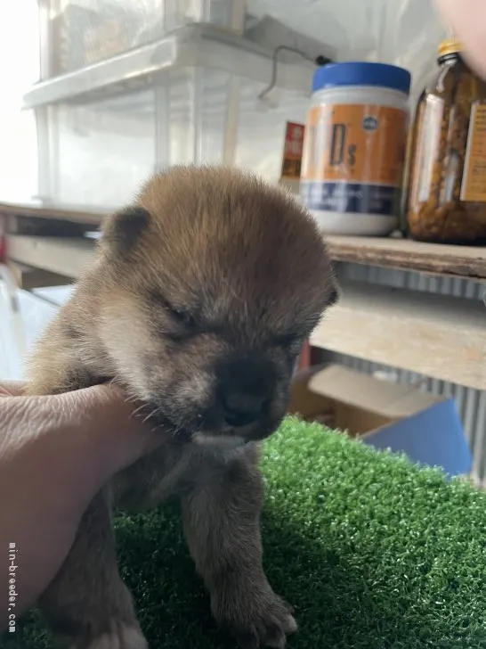 柴犬(標準サイズ)【広島県・女の子・2021年1月31日・赤】の写真1「可愛いですよ」