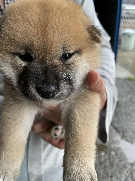 柴犬(標準サイズ)【広島県・女の子・2021年6月18日・赤】の写真1「可愛いですね」