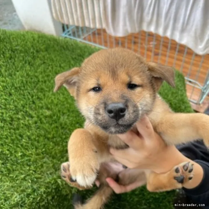 柴犬(標準サイズ)【広島県・男の子・2023年6月29日・赤】の写真1