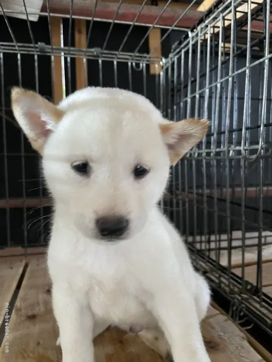 柴犬(標準サイズ)【広島県・男の子・2021年6月28日・白】の写真1「いい子にするからもらって下さいとの事。」