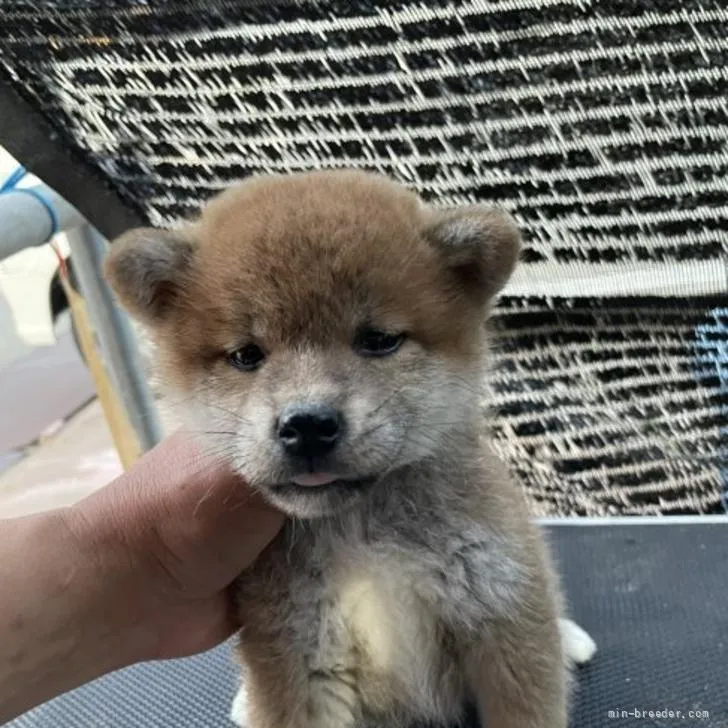 柴犬(標準サイズ)【広島県・男の子・2022年4月3日・赤】の写真1