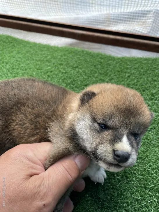 柴犬(標準サイズ)【広島県・男の子・2022年3月27日・赤】の写真1