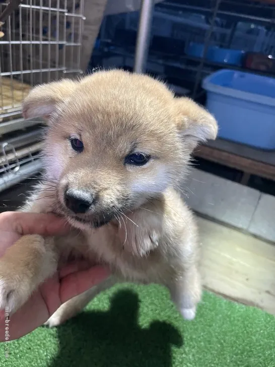 柴犬(標準サイズ)【広島県・女の子・2022年1月14日・赤】の写真1