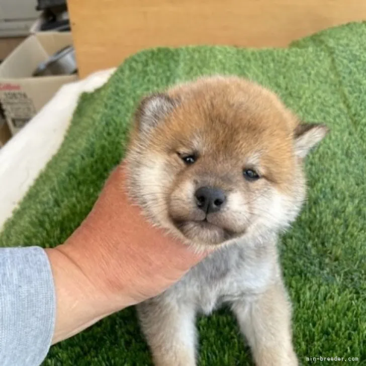 柴犬(標準サイズ)【広島県・女の子・2023年2月12日・赤】の写真1