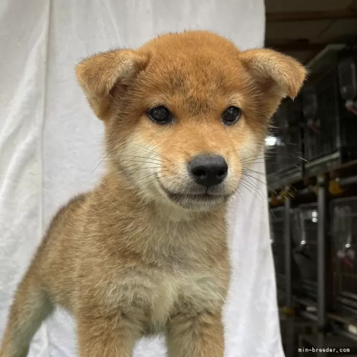 柴犬(標準サイズ)【広島県・男の子・2024年5月8日・赤】の写真1「オスらしい顔貌」