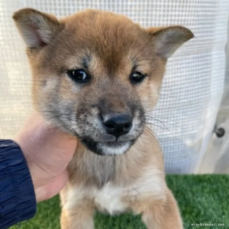 柴犬(標準サイズ)【広島県・男の子・2022年12月7日・赤】の写真1