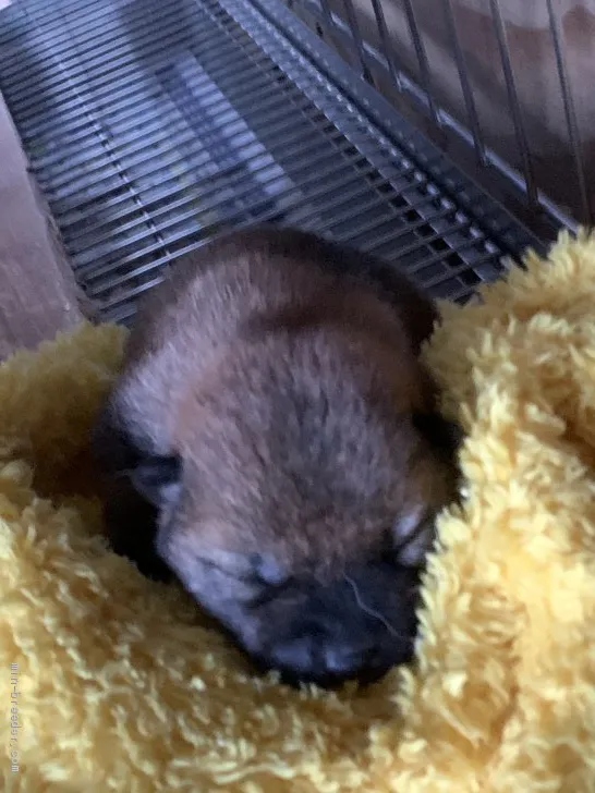 柴犬(標準サイズ)【広島県・男の子・2020年5月12日・赤】の写真1「よく眠っています」