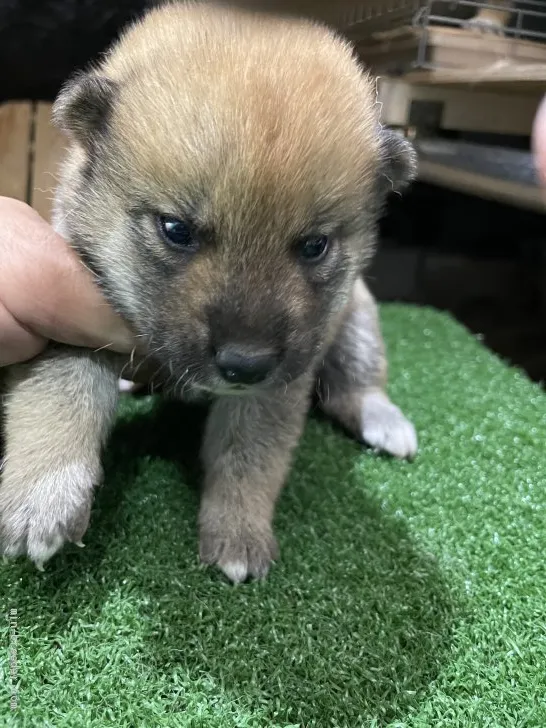 柴犬(標準サイズ)【広島県・女の子・2021年6月3日・赤】の写真1