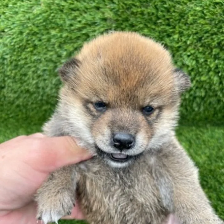 柴犬(標準サイズ)【広島県・男の子・2023年4月26日・赤】の写真1