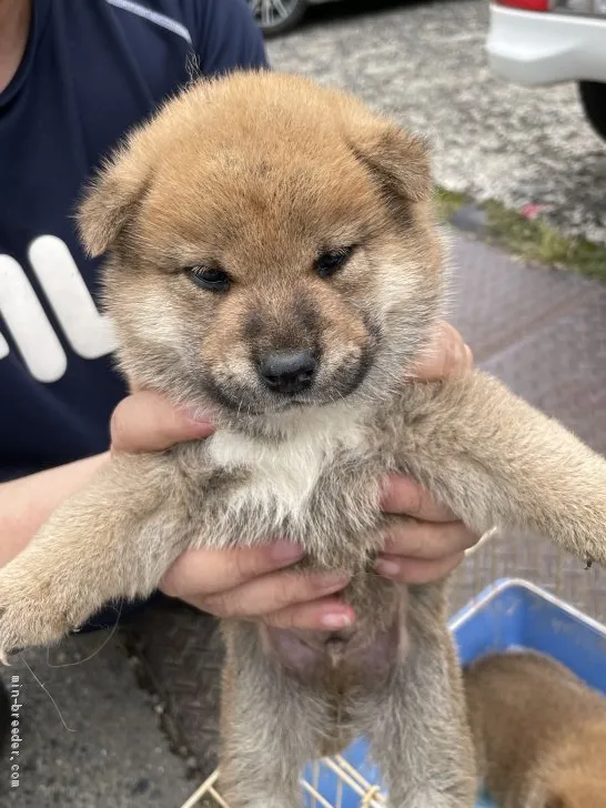 柴犬(標準サイズ)【広島県・男の子・2021年5月30日・赤】の写真1「可愛らしいでしょ」