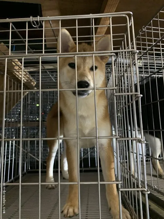 柴犬(標準サイズ)【広島県・女の子・2019年5月4日・赤】の写真1「いい顔してます！」