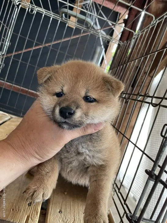 柴犬(標準サイズ)【広島県・女の子・2022年3月26日・赤】の写真1