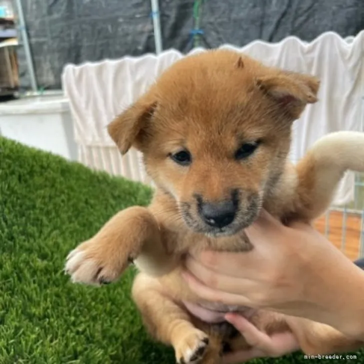 柴犬(標準サイズ)【広島県・女の子・2023年6月29日・赤】の写真1