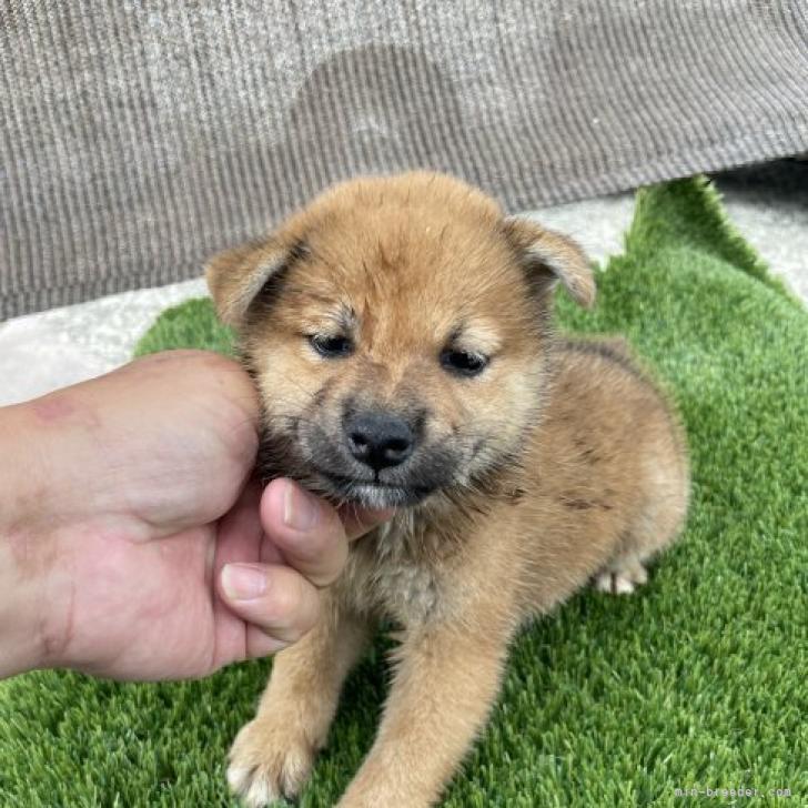 柴犬 広島県 女の子 22年7月5日 赤 可愛い柴犬です みんなのブリーダー 子犬id 28