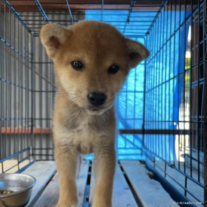 柴犬(標準サイズ)【広島県・男の子・2022年4月15日・赤】の写真1