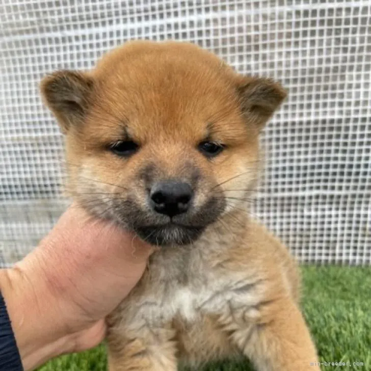 柴犬(標準サイズ)【広島県・男の子・2022年10月29日・赤】の写真1