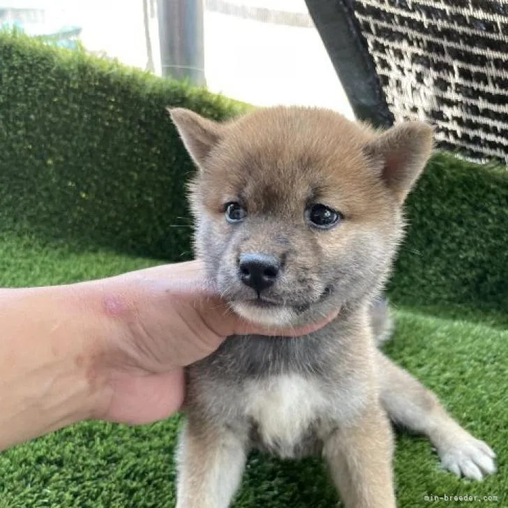 柴犬(標準サイズ)【広島県・男の子・2022年6月20日・赤】の写真1