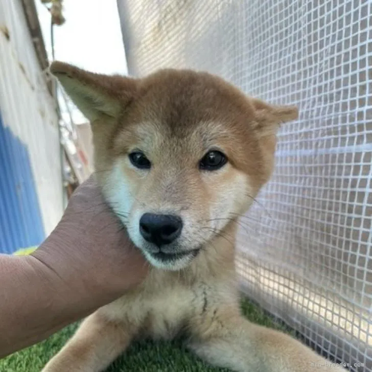 柴犬(標準サイズ)【広島県・男の子・2022年7月20日・赤】の写真1