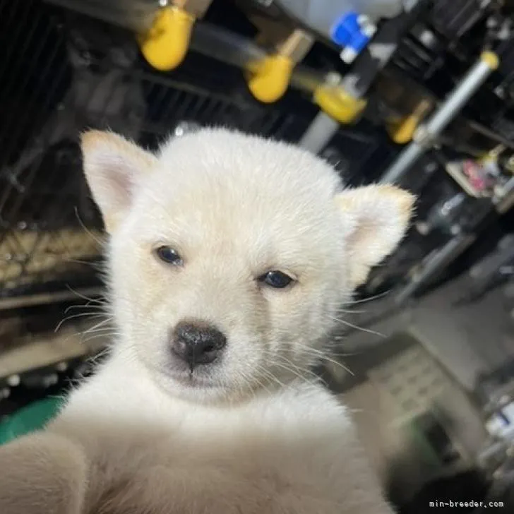 柴犬(標準サイズ)【広島県・女の子・2022年8月27日・白】の写真1