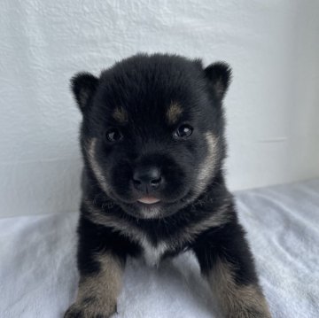 柴犬(豆柴)【広島県・男の子・2024年4月15日・黒】の写真「豆柴兄妹」