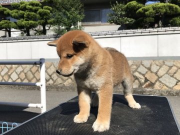 柴犬(標準サイズ)【広島県・男の子・2018年8月14日・赤】の写真「みんな綺麗な毛並みで展覧会向けだと思います！」