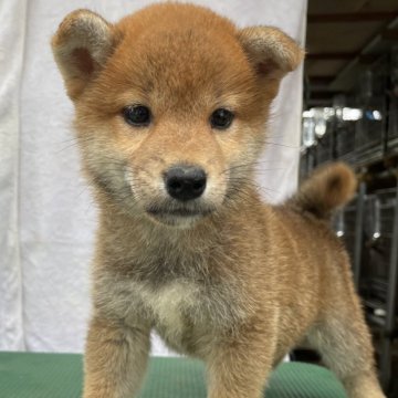 柴犬(標準サイズ)【広島県・女の子・2024年5月18日・赤】の写真「赤柴4兄妹」