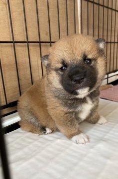 柴犬(標準サイズ)【広島県・女の子・2022年2月3日・赤】の写真「可愛らしい柴犬」