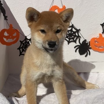 柴犬(標準サイズ)【広島県・女の子・2023年6月24日・赤】の写真「可愛い赤柴さんです、ワクチン代半額」