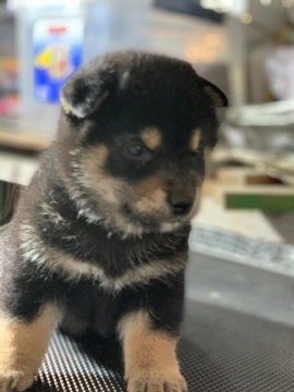 柴犬(標準サイズ)【広島県・男の子・2019年4月7日・黒】の写真「ゲリラセール開催中！詳しくはお問い合わせください」