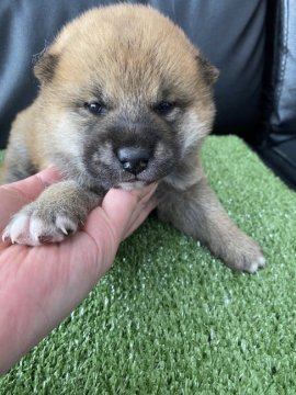 柴犬(標準サイズ)【広島県・男の子・2022年2月21日・赤】の写真「可愛い柴ちゃん💕」