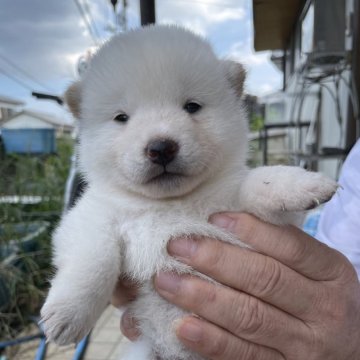 柴犬(標準サイズ)【広島県・女の子・2024年9月6日・白】の写真「真っ白な白柴ちゃん」