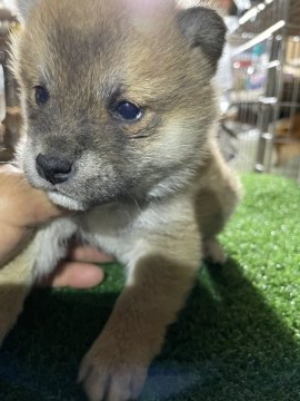 柴犬(標準サイズ)【広島県・女の子・2021年1月31日・赤】の写真「小ぶりの可愛い柴犬」