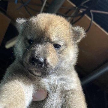 柴犬(標準サイズ)【広島県・女の子・2024年7月24日・赤】の写真「可愛い柴犬」