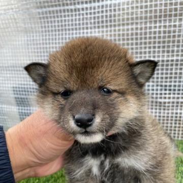 柴犬(標準サイズ)【広島県・女の子・2022年10月31日・胡麻】の写真「希少な胡麻です」