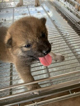 柴犬(標準サイズ)【広島県・女の子・2020年8月8日・赤】の写真「毛艶の良い柴犬」