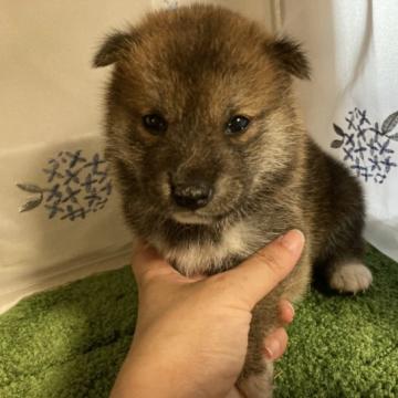 柴犬(標準サイズ)【広島県・女の子・2022年6月5日・赤】の写真「可愛い柴犬」