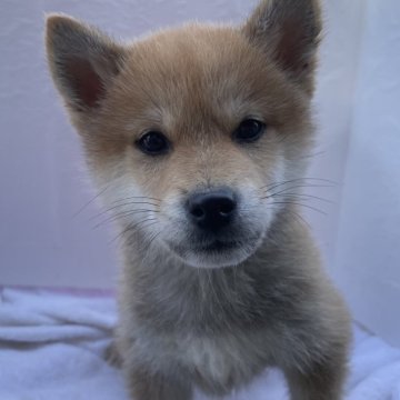 柴犬(標準サイズ)【広島県・男の子・2023年10月24日・赤】の写真「男4兄弟⭐️」