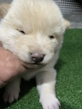 柴犬(標準サイズ)【広島県・女の子・2021年10月25日・白】の写真「可愛い白柴」