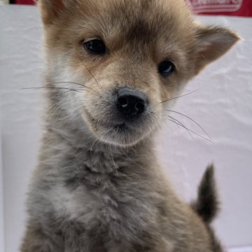 柴犬(標準サイズ)【広島県・女の子・2023年10月7日・赤】の写真「瞳きらきら柴犬ちゃん🤩」