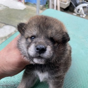 柴犬(標準サイズ)【広島県・男の子・2024年6月22日・胡麻】の写真「可愛いらしい柴犬です。」