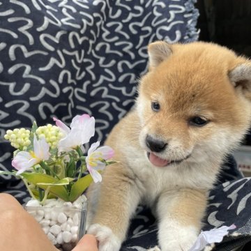 柴犬(標準サイズ)【広島県・女の子・2024年3月1日・赤】の写真「3兄妹⛄️」